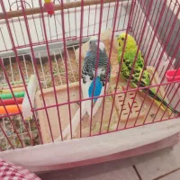 پرنده مرغ عشق|پرنده|سهند, |دیوار