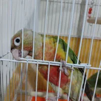 طوطی گرینچیک اناناسی|پرنده|تهران, سبلان (لشگر)|دیوار