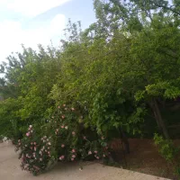 خونه باغ روستای احمدابادچهل گزی با سند تک برگ