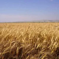 بذر گندم رقم آبان در پارس آباد