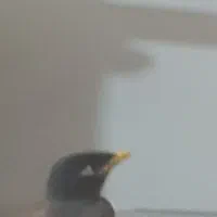 جوجه مینامنقارسرخ