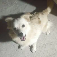 سگ پامرنر|سگ|بندرعباس, |دیوار