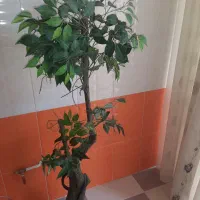 درختچه پرتقال مصنوعی زیبا