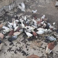 فروشی|پرنده|نوشین شهر, |دیوار