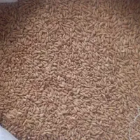 یکتون گندم بذر سم شده