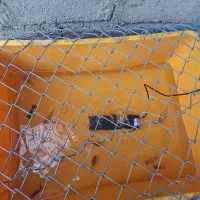 ماهی قرمز مولد ماهی کالیکو یه مولد