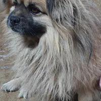 توله سگ پامر اشپیتز