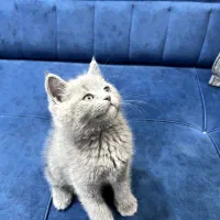 دو گربه بریتیش بلو و مشکی