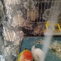 یک جفت طوطی برزیلی نروماده|پرنده|قرچک, زیبا شهر|دیوار