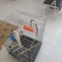 عروس هلندی|پرنده|جهرم, |دیوار