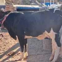 تلیسه اول شکم با گوساله بزرگ نر|حیوانات مزرعه|دالاهو, |دیوار