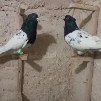 کله سیاه فروشی