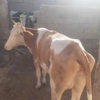 فروش دو عدد گوساله ماده  وداماد تازه تلقیح|حیوانات مزرعه|بیرجند, |دیوار