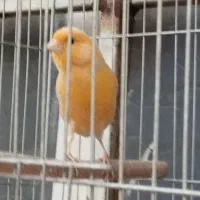 قناری مست بخون سهره.عروس هلندی|پرنده|ری, حمزه‌آباد|دیوار