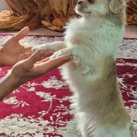 توله سگ|سگ|شیراز, سیلو|دیوار