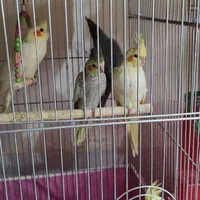 پرورش عروس هلندی|پرنده|همدان, |دیوار