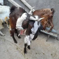 نربز اصل گوش بلند|حیوانات مزرعه|تربت جام, اسماعیل آباد|دیوار