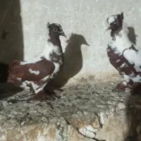 گفت. طوقی|پرنده|ویلکیج, |دیوار