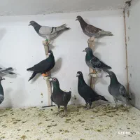 حیوون بوم|پرنده|مشهد, هفت تیر (نه دره)|دیوار