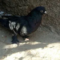 نرماده عروسک برامعاوضه