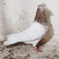 تعدادی کفتر