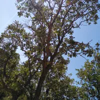 ورق شیروانی