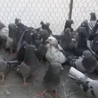 نر و ماده بشن دار