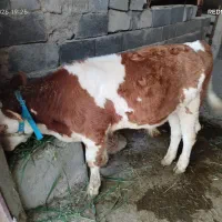 گوساله سیمینتال اصل