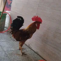 خروس