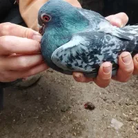 کبوتر مسافتی نسل الپر  و الفا های خودم