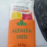 بذر یونجه امریکن ژنتیک مناسب مناطق گرمسیری