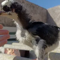 جوجه استرالوپ اصیل سالم و سرحال