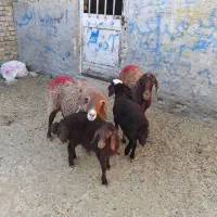 فروش دوراس میش زایده|حیوانات مزرعه|تربت‌حیدریه, باغ سلطانی|دیوار