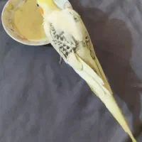 ۴ عدد طوطی عروس هلندی دوکت زعفرانی کلکسیونی