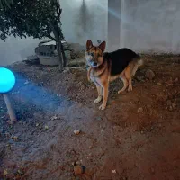 ژرمن|سگ|ساری, |دیوار