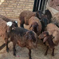 بره ماده|حیوانات مزرعه|شیرین‌سو, |دیوار