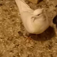 ۲۰عدد کفتر پرشی درجه یک