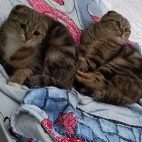 نگهداری شبانه روزی سگ و گربه در منزل