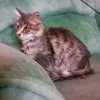 گربه پرشین ۴ماهه