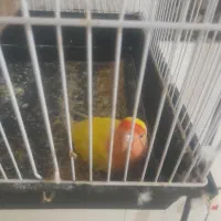 طوطی کوتوله برزیلی یکساله عالیشهر