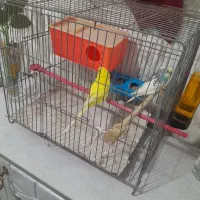 1جفت مرغ عشق