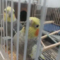 یک جفت عروس هلندی بخون