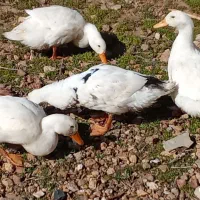 اردک سرحال نازار