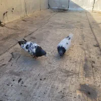 یک جفت کفتر پاکستانی به  شرت پرش