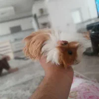 خوکچه هندی|موش و خرگوش|تاکستان, |دیوار