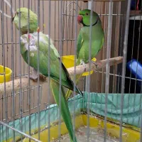 طوطی ملنگو|پرنده|تهران, کیانشهر|دیوار