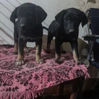 واگذاری دو عدد سگ دو رگه (دوبرمن،شکاری)