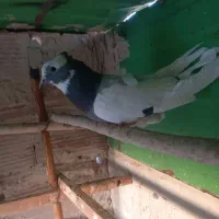 کفتر ابلغ تیکه پاره|پرنده|کهریزک, |دیوار