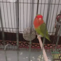 به دلیل کم بود جا