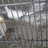 عروس هلندی مولد کیفیتی|پرنده|پاکدشت, پاکدشت (مامازند)|دیوار